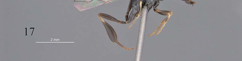 Variation: Female: Body length 8 12 mm, length of ovipositor sheath 13 19 mm. Fourth antennal segment 1.6 1.