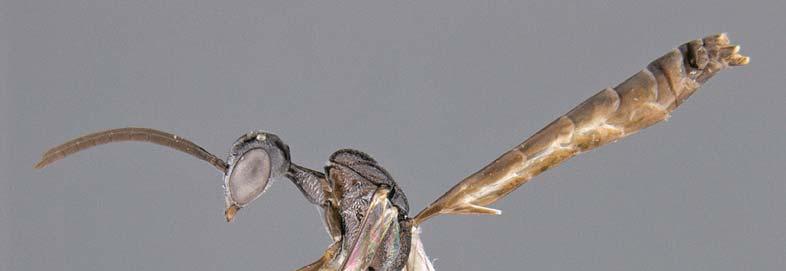 Order Hymenoptera, family Gasteruptiidae 209 Plates 19 20.