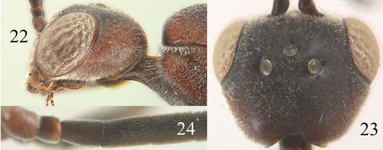 Order Hymenoptera, family Gasteruptiidae 211 Plates 22 24. Gasteruption latifrons Saure, Schmid-Egger & van Achterberg sp. nov., male holotype.