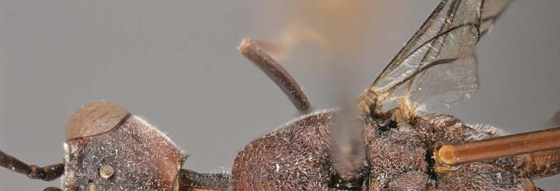 Order Hymenoptera, family Gasteruptiidae 213 Plate 27: Gasteruption rubidum Saure, Schmid-Egger & van Achterberg sp. nov., female paratype, dorsal view. as hind basitarsus.
