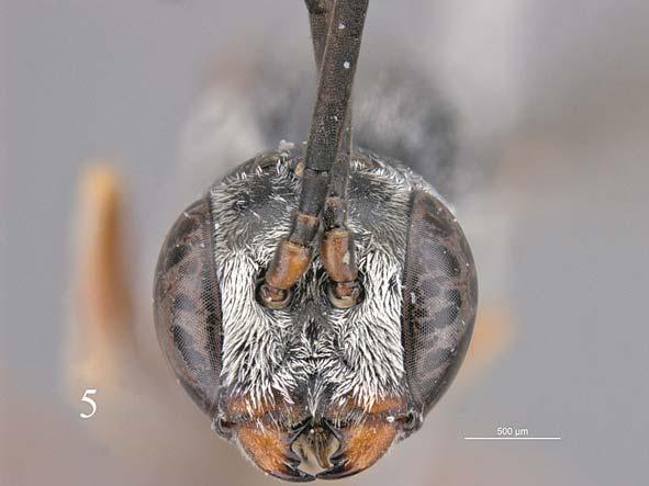 Order Hymenoptera, family Gasteruptiidae 197 Plate 5. Gasteruption argentatum Semenov-Tian-Shanskij & Kostylev, male, head, frontal view. and third segment combined.