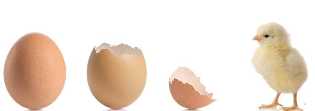 Hatching egg External: Clean Without cracks.