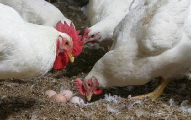 Breeder Farm management Outside nest eggs have high % of cracks and are not suitable for hatching.