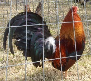 4 Corners Poultry Association Awards continued Bantams: Champ. Modern. $15.00 Res. Champ. Modern. $10.00 Champ. Game... $15.00 Res. Champ. Game $10.00 Champ. SCCL... $15.00 Res. Champ. SCCL... $10.00 Champ. RCCL.