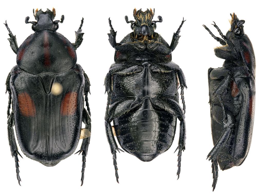 14 15 16 Figs. 14-16. Glycyphana (Caloglycyphana) trivittata (Wallace, 1867): 14- habitus of female, dorsal aspect; 15- habitus of female, ventral aspect; 16- habitus of female, lateral aspect.