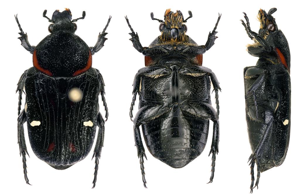 22 23 24 Figs. 22-24. Glycyphana (Caloglycyphana) wallacei sp. nov.: 22- habitus of female, dorsal aspect; 23- habitus of female, ventral aspect; 24- habitus of female, lateral aspect.