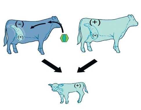 Cattle Persistently Infected with BVDV are the Main Source of BVDV Transmission Two ways PI calves are produced More common route (More than 90%) Susceptible pregnant female (non-pi) infected with
