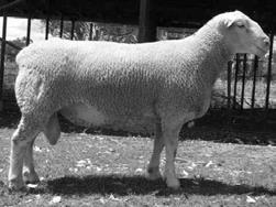 rams: FARRER WHITE SUFFOLKS Rams are bred for high growth. After all, weight is what you get paid for! Rams are selected for muscling in the loin and leg.