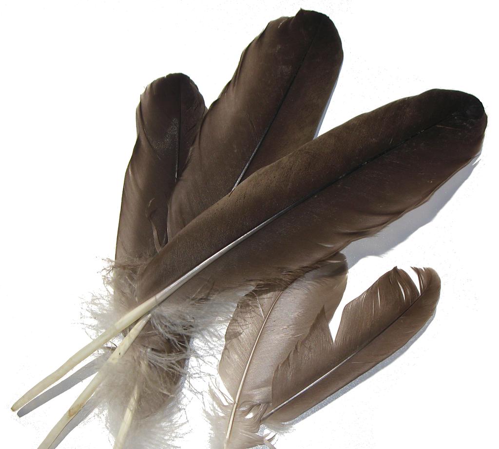 The wing feathers are usually stiff and strong.
