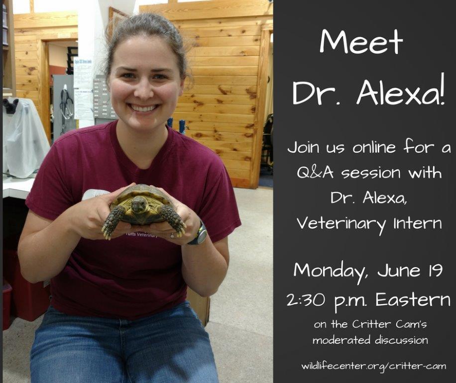 Special Guest: Dr. Alexa Veterinary Intern Monday June 19, 2017 Amanda Nicholson, WCV: Hi, all! Thanks so much for joining us this afternoon.