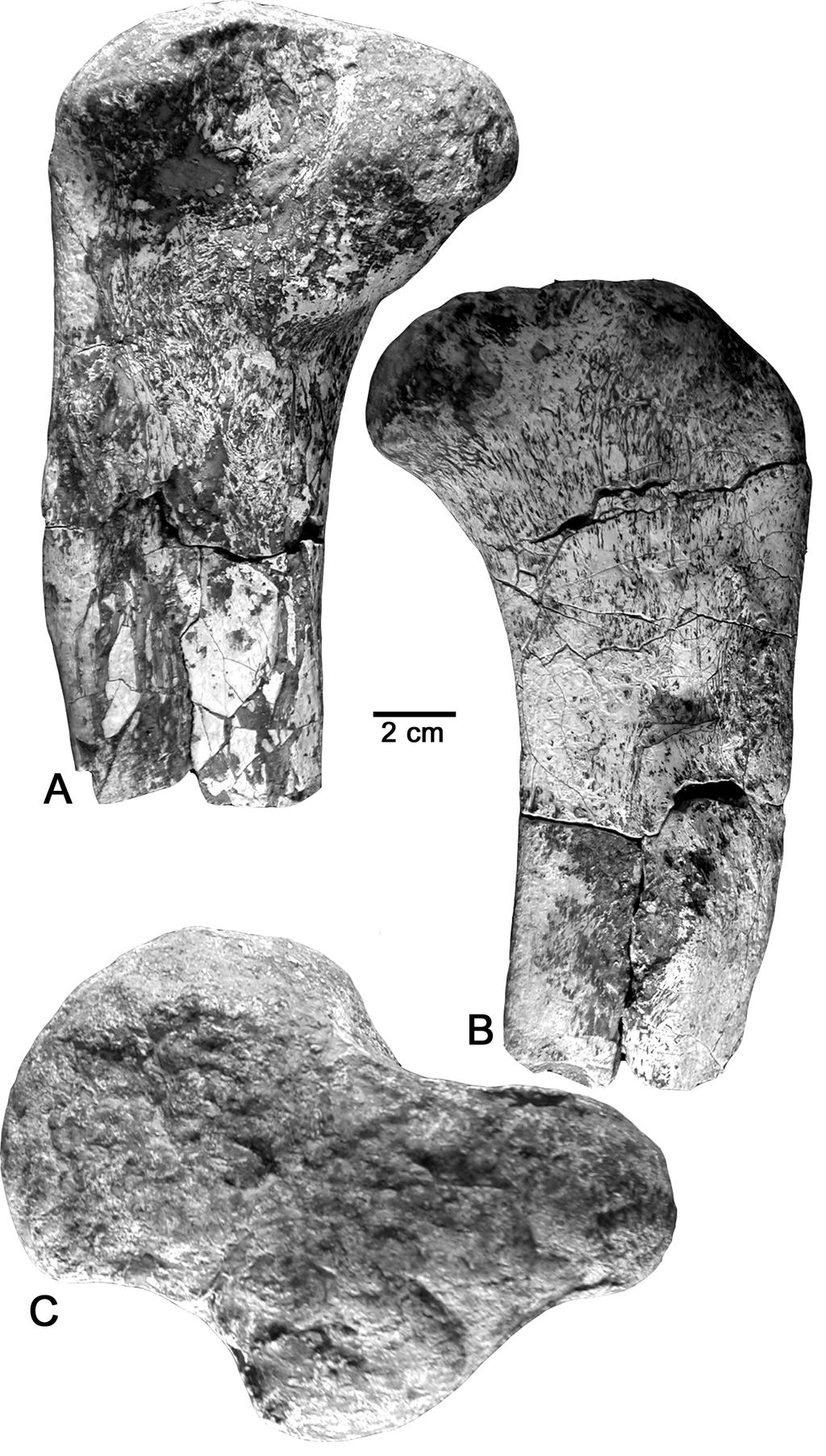 ogy are not due to ontogeny and are thus likely due to species-level differences. At the time of its discovery, Redondasuchus reseri was the smallest documented aetosaur from the American Southwest.