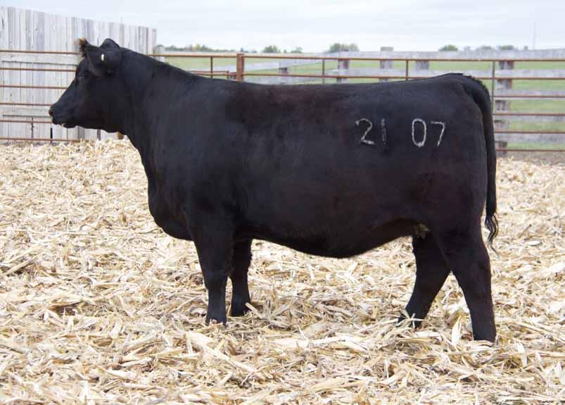 Sandeen Lady 007 The first born daughter of the 007 donor that was a $14,000 sale feature a couple of years ago selling to Klink Land & Cattle.