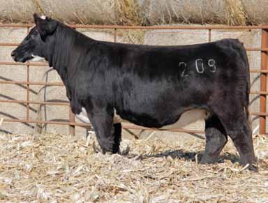 marketable calf every year or to start their kid a cow herd. 2007 has an excellent disposition, is extremely efficient and deep sided from fore-rib to flank.