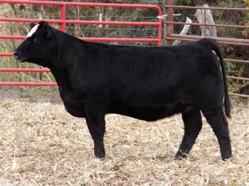 Lot 38 Sandeen s Chisholm Coleman Donna 8386 OCC Jet Stream 825J Schooley Miss 0623 Sandeen P52 AI bred 4/25 to Connealy Right Answer Schooley