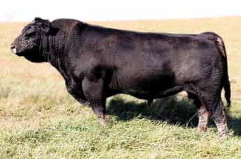 Unregistered Sire Sandeen Sm/An 325 Unregistered Dam AI bred 5/4 to W/C No Remorse Powerfully constructed female with a bit more size, but
