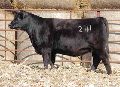 203 comes to you safe in calf to Built Right sexed heifer semen, her first calf should pay for this one. Lot 57 Lot Sandeen Lady 241 57 DOB 3/4/12 Com.