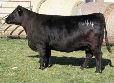 4/25 to Connealy Right Answer Schooley Cattle Co. Lot 59 Jauer Emblazon 822 644 Schooley Miss Z267 DOB 3/11/12 Reg.