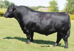 4/25 to ConnealyRight Answer Schooley Cattle Co. First I must say I should be keeping this PB Angus heifer.