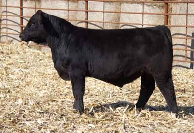 For those who appreciated the Angus bull OCC Anchor, this would be a closely replicated Simmental version of him.