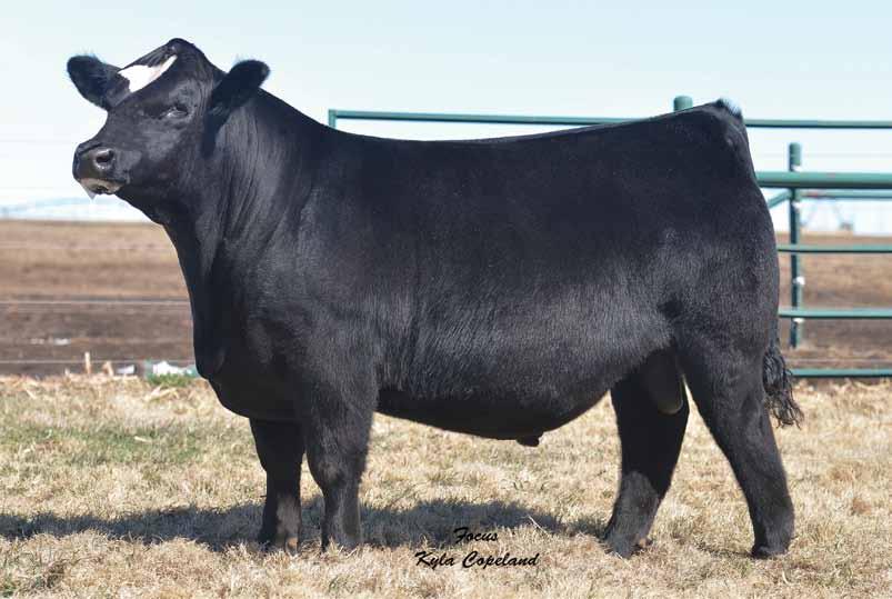 We believe the cattle business and the Simmental breed will be appreciative of this dynamic young bull.