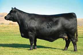 The 7386 cow consistently produces a tremendous amount of performance in a moderate framed, highly efficient package, while maintaining an attractive phenotype and excellent skeletal