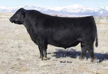 The Donna Tribe Lot 4 Lot Sandeen Donna 2066 4 Sandeen Lady 1856 DOB 2/24/12 3/4 Sm x 1/4 An Brand: 2066 CNS Dream On L186 SVF Steel Force S701 SVF Sheza Beauty L901 Sandeen Donna 8386, EPD from