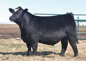 The dam of this pregnancy, 9856, is definitely one of our most impressive young donor s being extremely stout and massive with a big square hip, a cool front end and