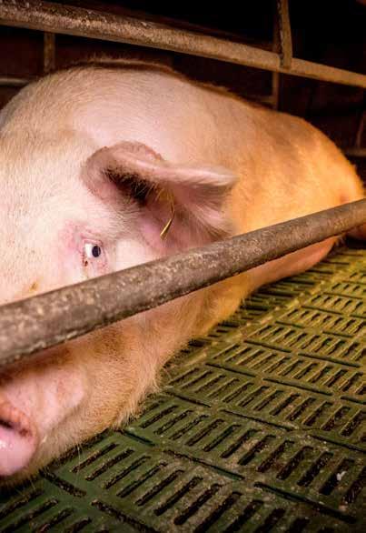 Suffering of animals on New Zealand pig farms is sadly common place.