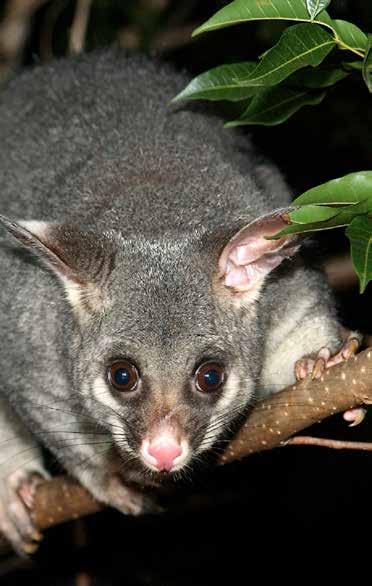 Plant a native tree for Conservation Week this October Safe concerned about possum drowning at school fundraiser In June, news coverage of baby possums being drowned as part of a fundraiser at a