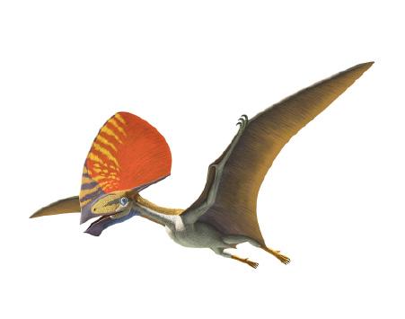 Student Reading Ancient Flyers Millions of years ago, pterosaurs ruled the skies.