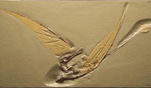 Pterosaurs were not birds. They weren t even dinosaurs.