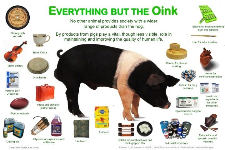 Other Products from Animals We think of meat and eggs when we think of pigs, sheep and poultry. Did you know that there are many other products made from these animals?