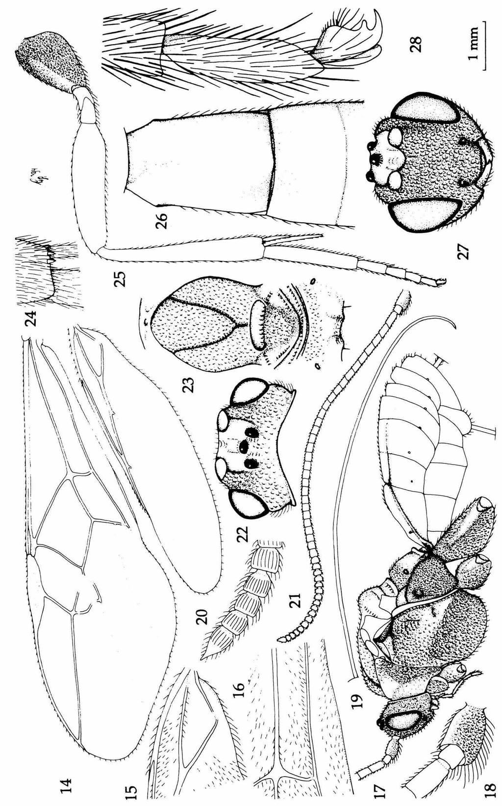 Figs 14-28, Sulorgilus reclinervis gen. nov. & spec, nov., 9, holotype.