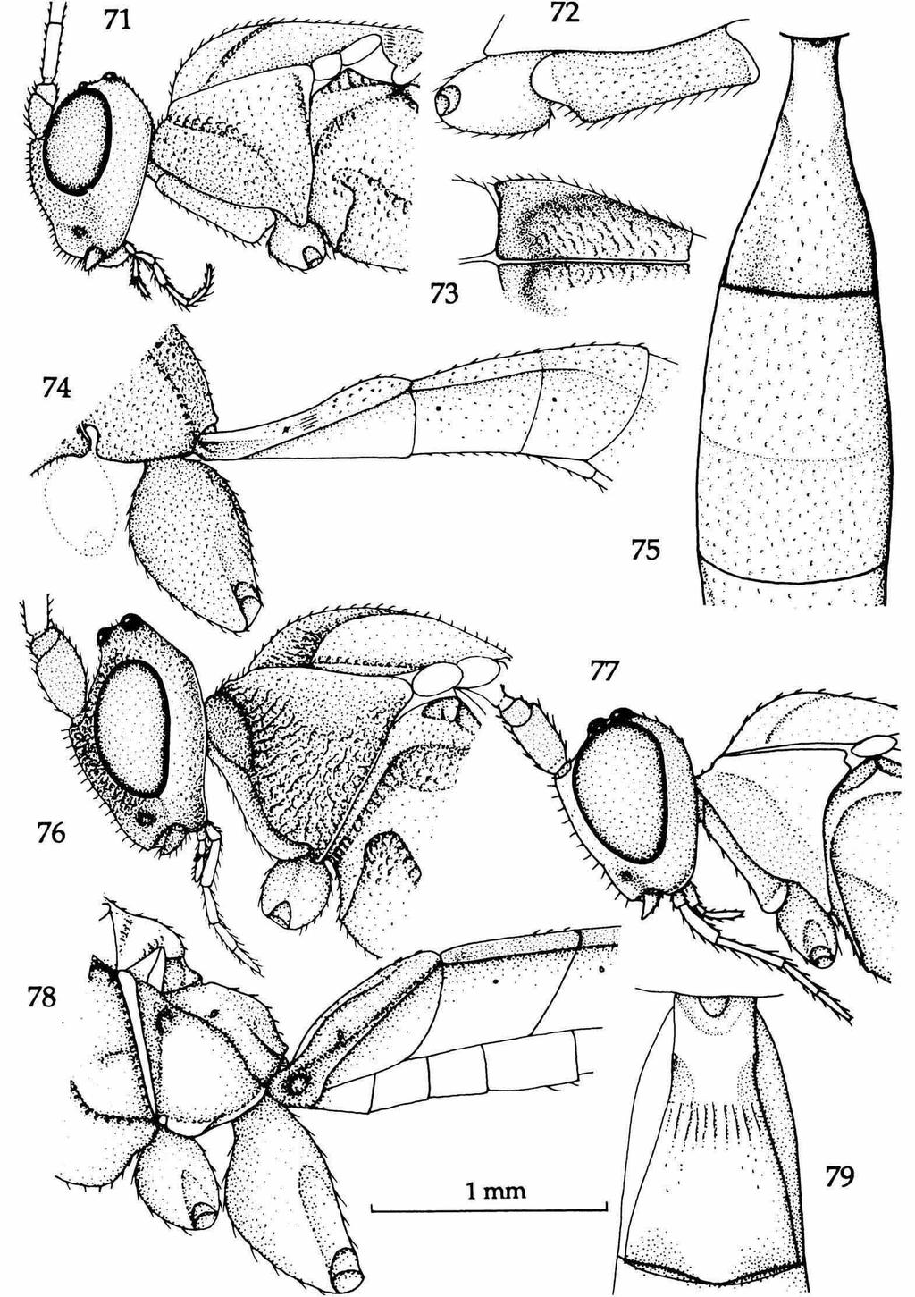 van Achterberg. Two new genera of Orgilini (Braconidae). Zool. Med. Leiden 68 (1994) 189 Figs 71-75, Petiorgilus schmiedeknechti van Achterberg, 9, holotype; fig.
