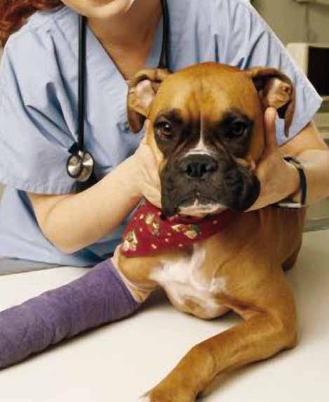 low-cost veterinary clinics The SPCA operates low-cost veterinary clinics, which are open to the public, in South Oak Cliff and