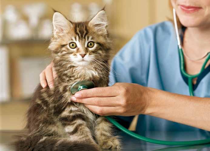 Our full-time veterinarians perform a complete array of pet care services, which might otherwise be out of reach for some