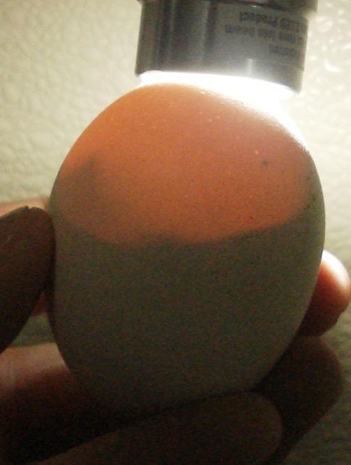 Normal size of air cell of hatching egg at 18 days of incubation Correct weight loss during