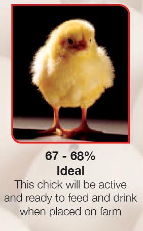 Chick Yield The weight of the chick at