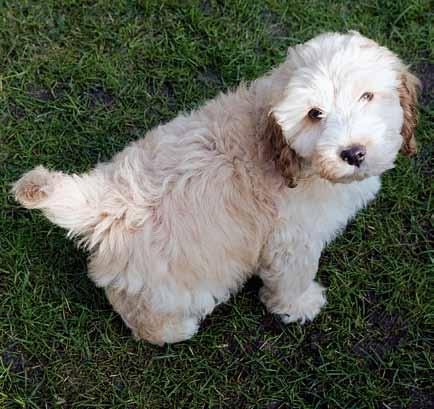 Establishing a routine As already mentioned, dogs are creatures of habit, and it s a good idea to establish a daily routine for your Cockapoo as soon as possible.