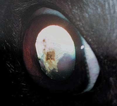 OPHTHALMIC FINDINGS IN GREYHOUNDS 365 Figure 1.