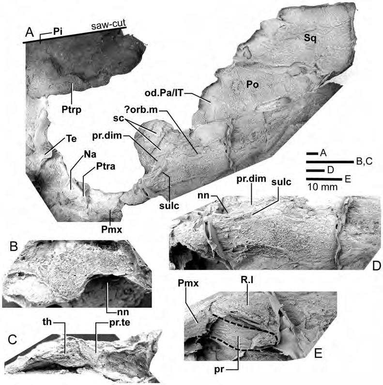 Figure 7. Edenopteron keithcrooki gen. et sp. nov. Holotype (ANU V3426).
