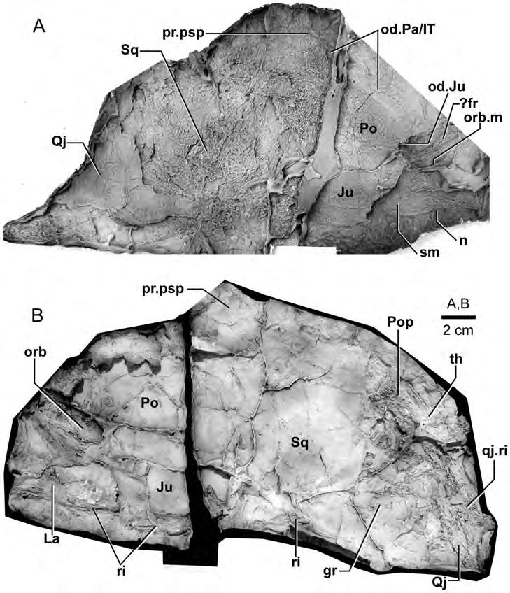 Figure 9. Edenopteron keithcrooki gen. et sp. nov. Right cheek unit of holotype (ANU V3426). A, external view; B, internal view (latex casts whitened with ammonium chloride). doi:10.1371/journal.pone.
