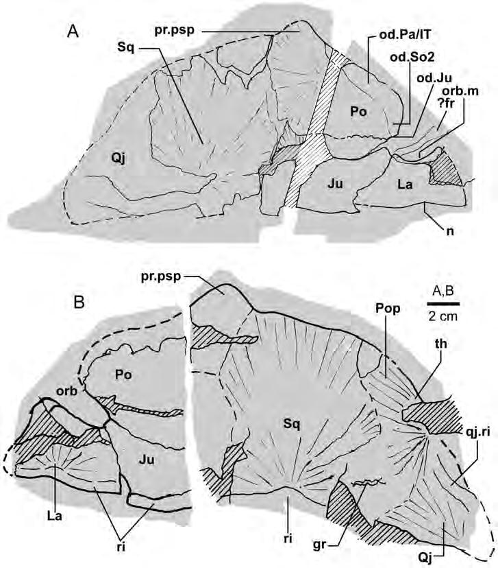 Figure 10. Edenopteron keithcrooki gen. et sp. nov. Right cheek unit of holotype (ANU V3426). A, B, Interpretive outlines of bone sutures and other structures shown in Figure 9A, B. doi:10.