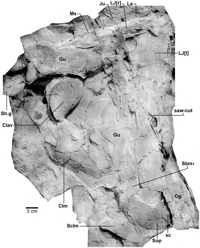 Figure 15. Edenopteron keithcrooki gen. et sp. nov. Holotype (ANU V3426).