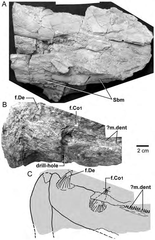 Figure 17. Edenopteron keithcrooki gen. et sp. nov. Holotype (ANU V3426). A, steinkern of left mandibular joint in lateral view (whitened with ammonium chloride).