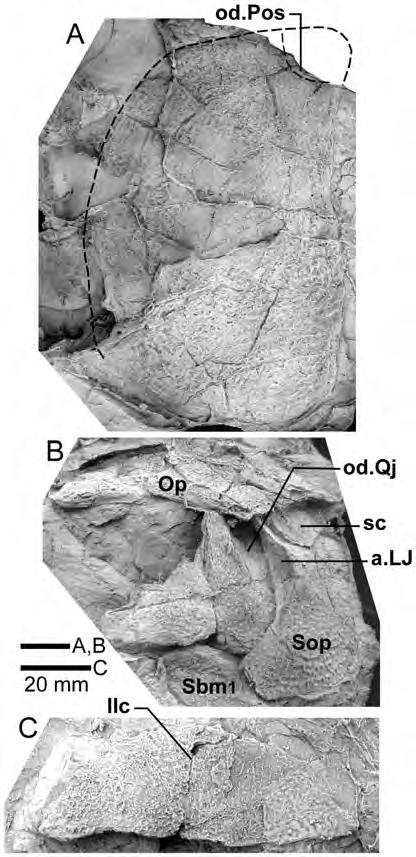 4B), the largest preserved portion, displays the entire denticulate part of the parasphenoid, part of both vomers, dermopalatines, entopterygoids, and the left ectopterygoid.