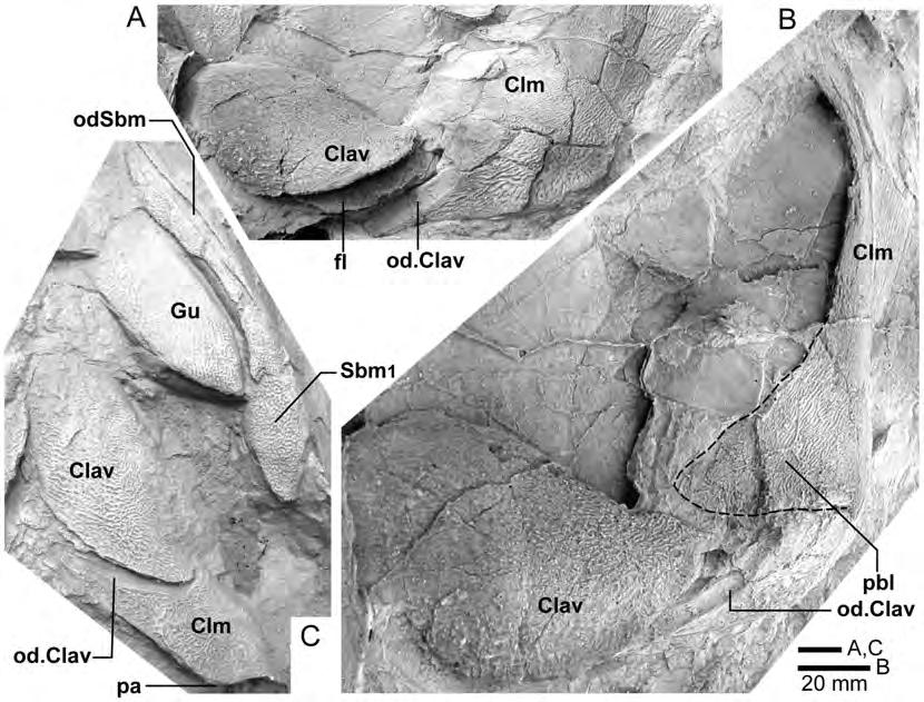 Figure 19. Comparison of shoulder-girdle bones. A, B, Edenopteron keithcrooki gen. et sp. nov. Holotype (ANU V3426), left cleithrum and clavicle (latex casts whitened with ammonium chloride).