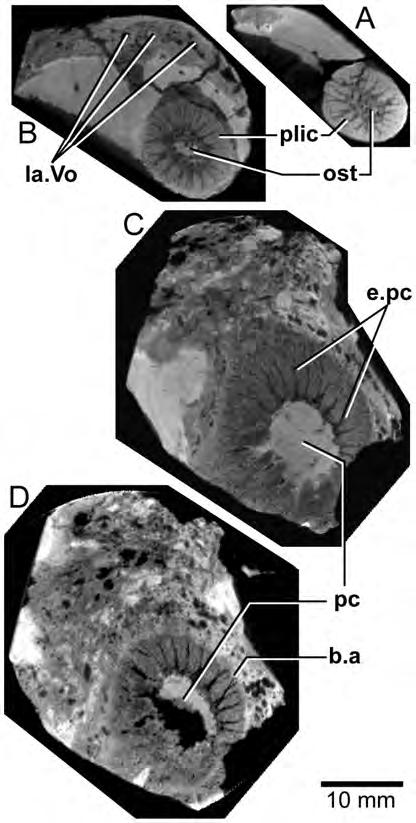 Figure 21. Edenopteron keithcrooki gen. et sp. nov. Holotype (ANU V3426). Four spaced sections through XCT-scanned portion of left vomer from near the tip (A) to the basal attachment of the fang (D).