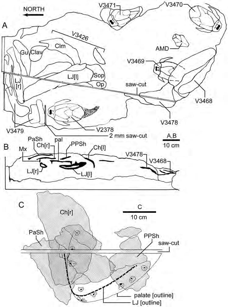 Figure 2. Excavation site for Edenopteron keithcrooki gen. et sp. nov.
