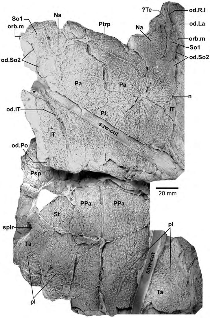 Figure 3. Edenopteron keithcrooki gen. et sp. nov. Holotype (ANU V3426). Parietal and post-parietal shields in approximate life position (latex casts whitened with ammonium chloride). doi:10.